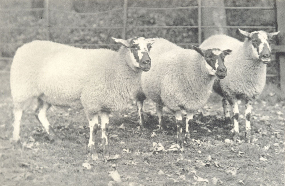 DERBYS GRITSTONE EWES. Prizewinners Derby Co Bakewell Farmers show, 1907 1912